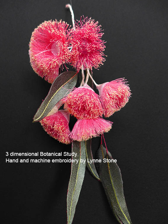 Eucalyptus caesia202
